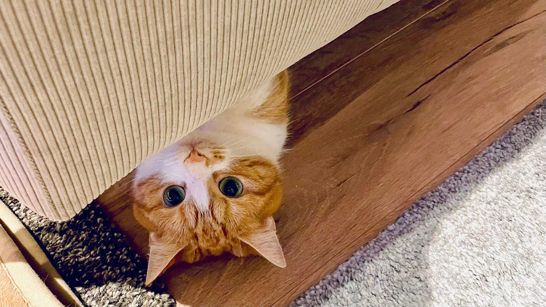 かっこいいちゃん