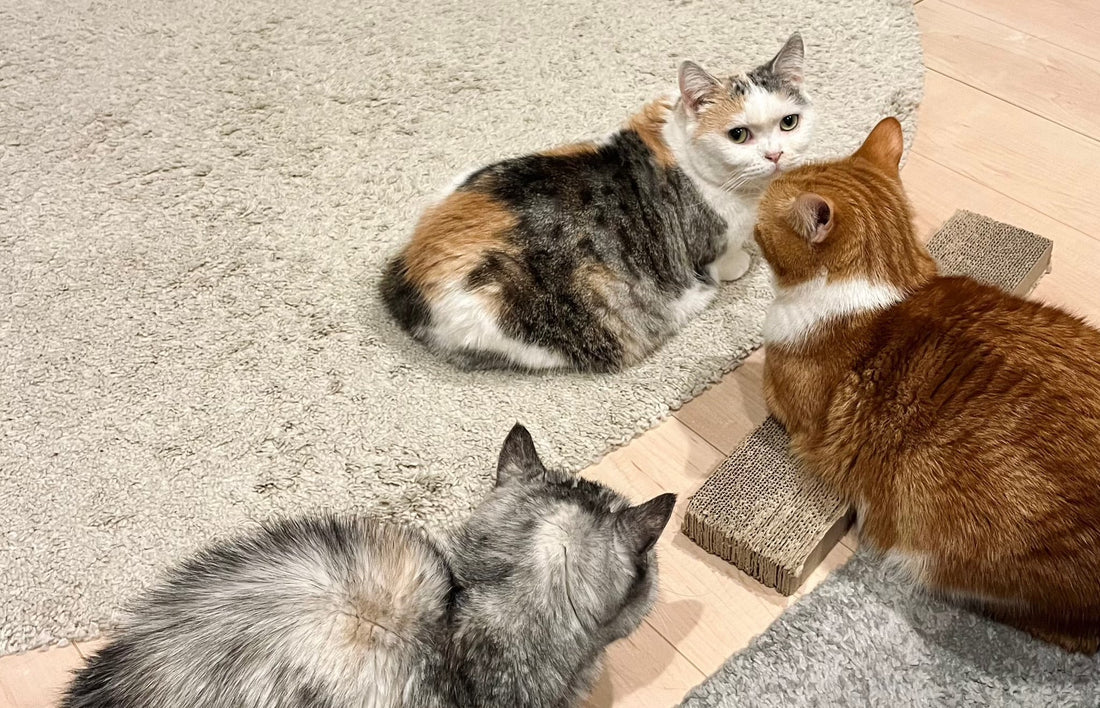 ぬい