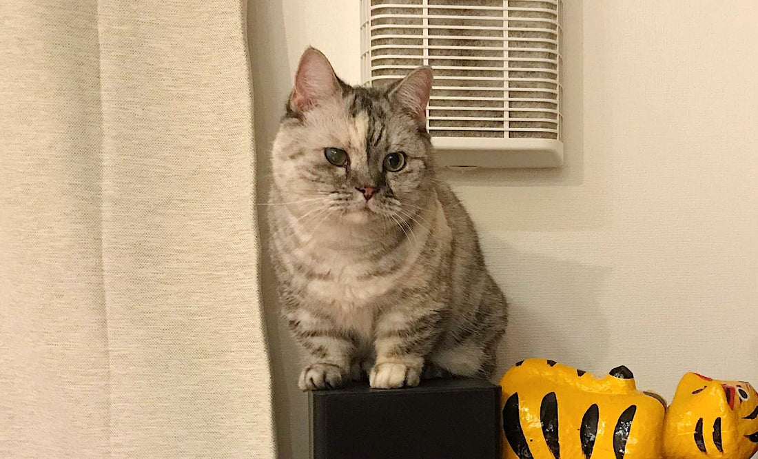 駒