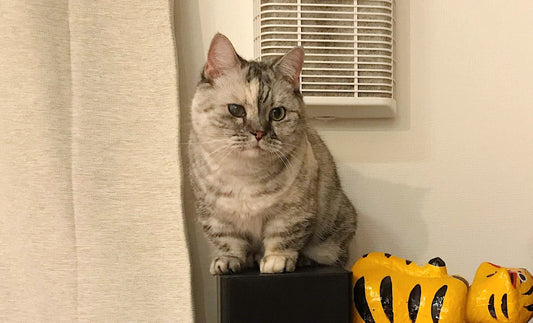駒