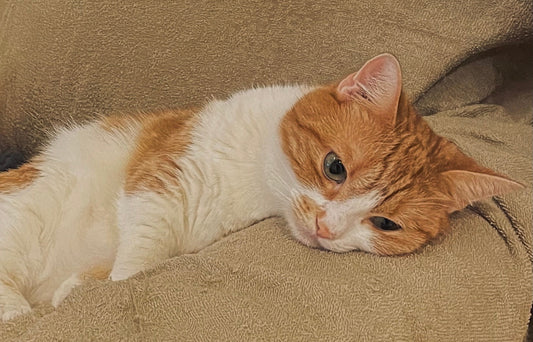 その24　夏のせいにして