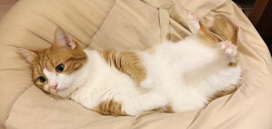 猫の気持ち