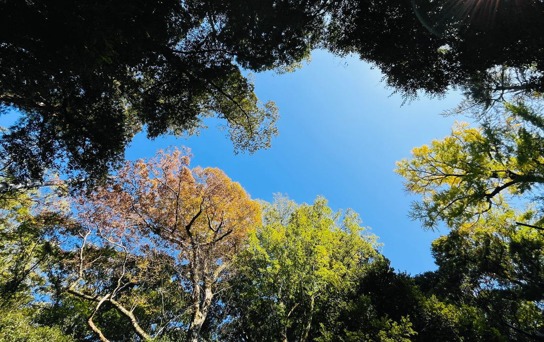 その37　新しい日課