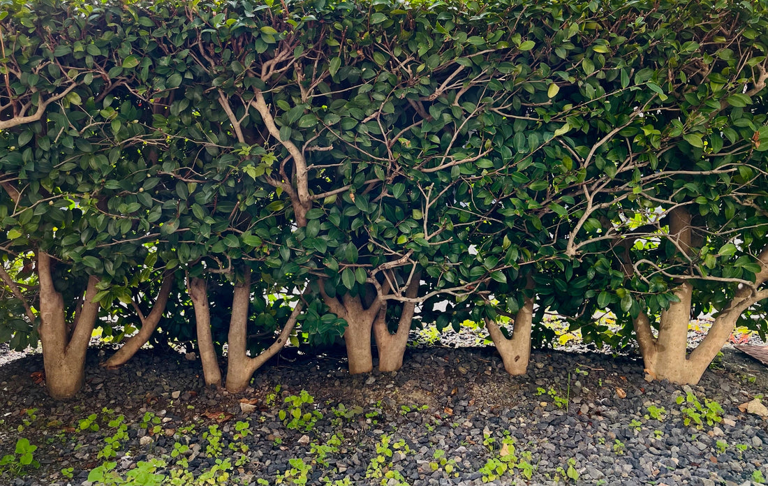 その46　古いアルバム