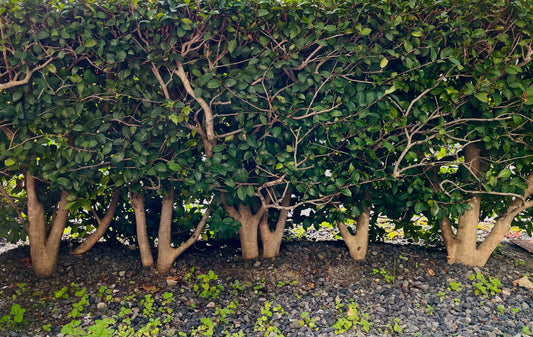 その46　古いアルバム