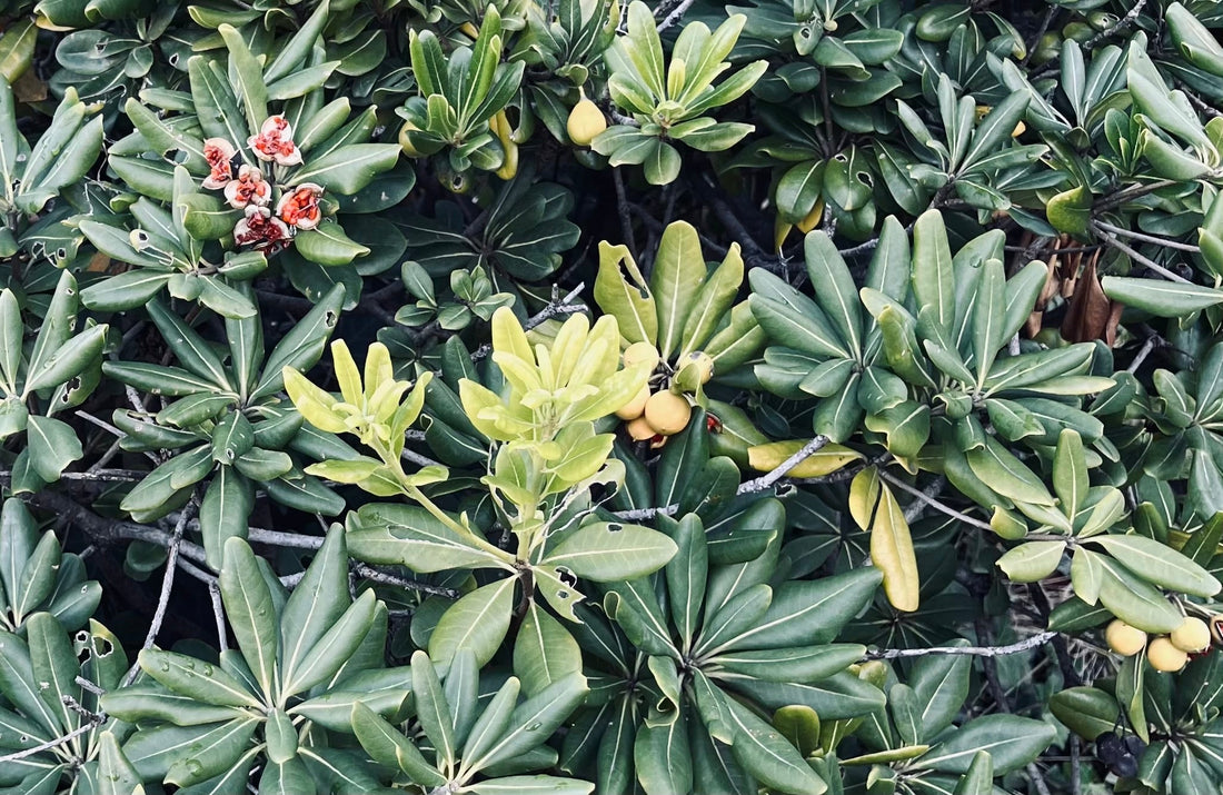 その38　待ち望んだあと