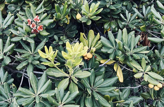 その38　待ち望んだあと