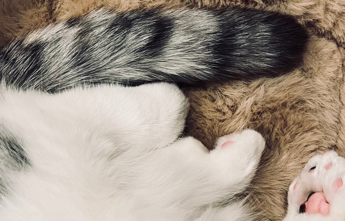 その43　しっぽ