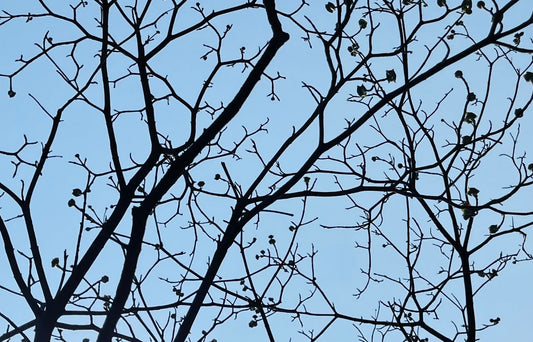 その50　夢のつづき